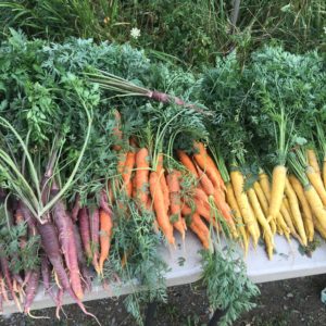 Carrots for CSA