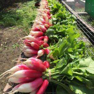 Radishes for Portland Delivery CSA